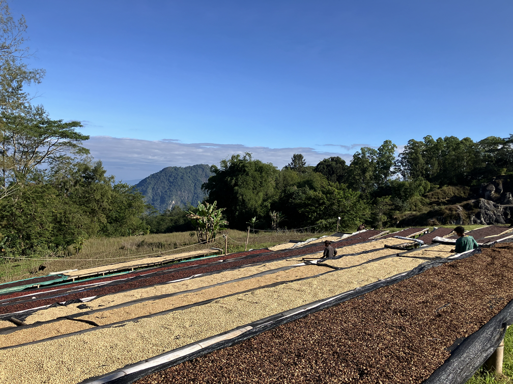 東ティモールコーヒープロジェクト 東ティモールコーヒープロジェクト